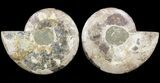 Cut & Polished Ammonite Fossil - Agatized #51243-1